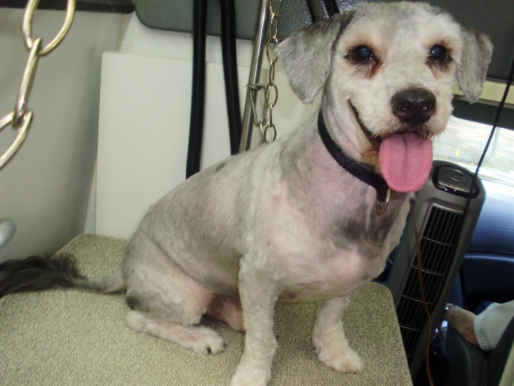 Pictures for Puppy Love Mobile Dog Grooming in Lakeland, FL 33813